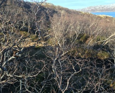 Rebbenesøya bilde 5