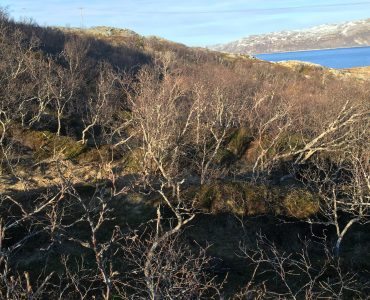 Rebbenesøya bilde 6