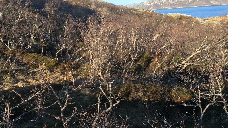 Rebbenesøya bilde 6