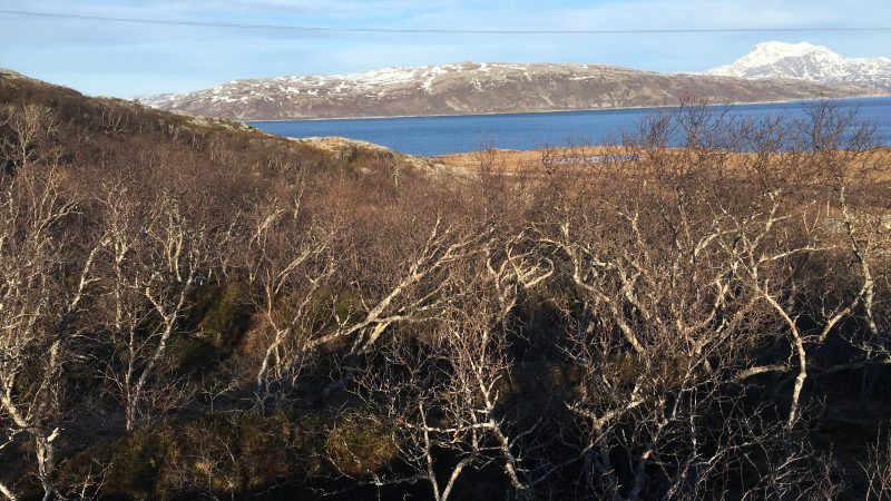 Rebbenesøya bilde 7